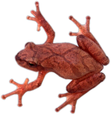 Spring Peeper